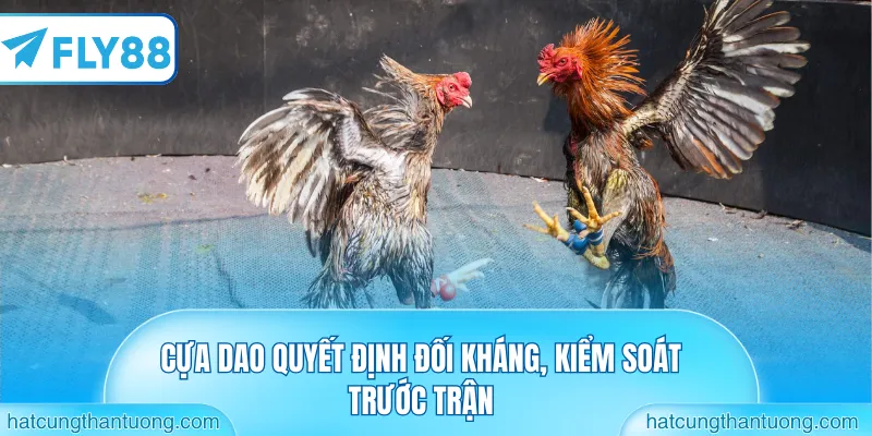 Cựa dao quyết định đối kháng, kiểm soát trước trận