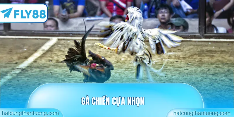 Gà chiến cựa nhọn