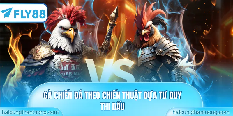 Gà chiến đá theo chiến thuật dựa tư duy thi đấu